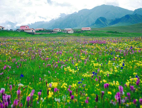 四川若尔盖草原花海